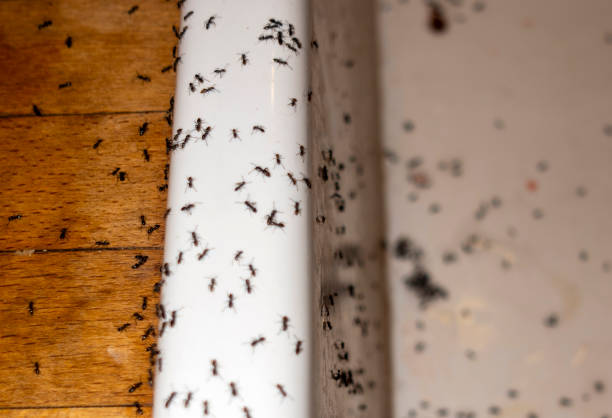 Best Residential Pest Control  in Brent, FL